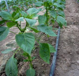 Nawadnianie kroplowe papryki z użyciem taśmy kroplującej Irritec Tape