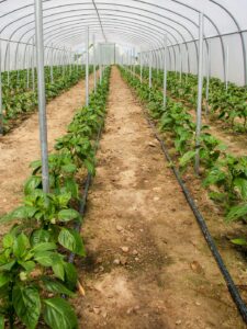 Taśma kroplująca do papryki w uprawie pod osłonami